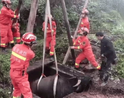 水牛失足墜井，消防員用起重三腳架施救